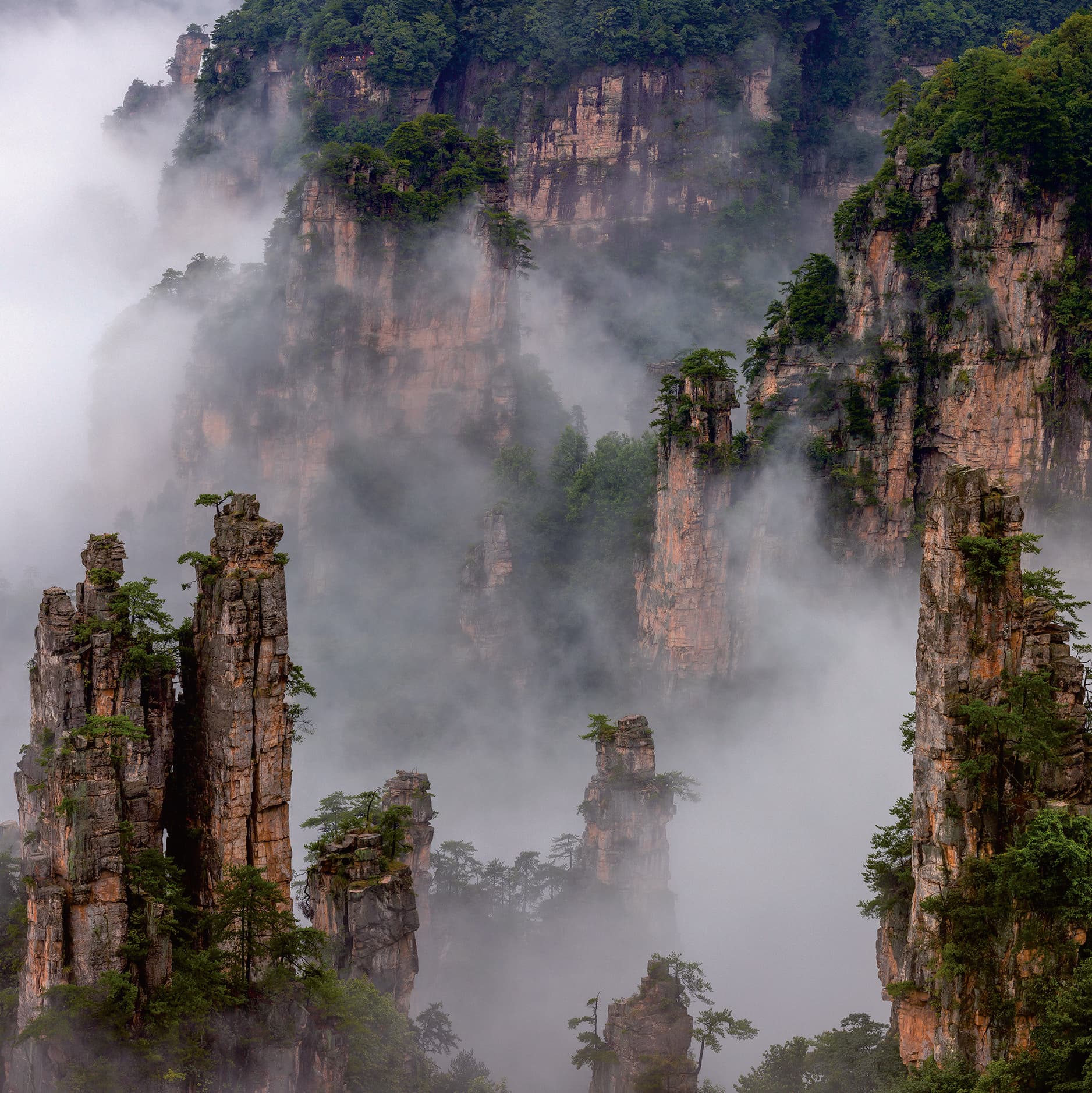 Official Tour Guide Manual photograph of Tianzi Mountain peak forest in cloud