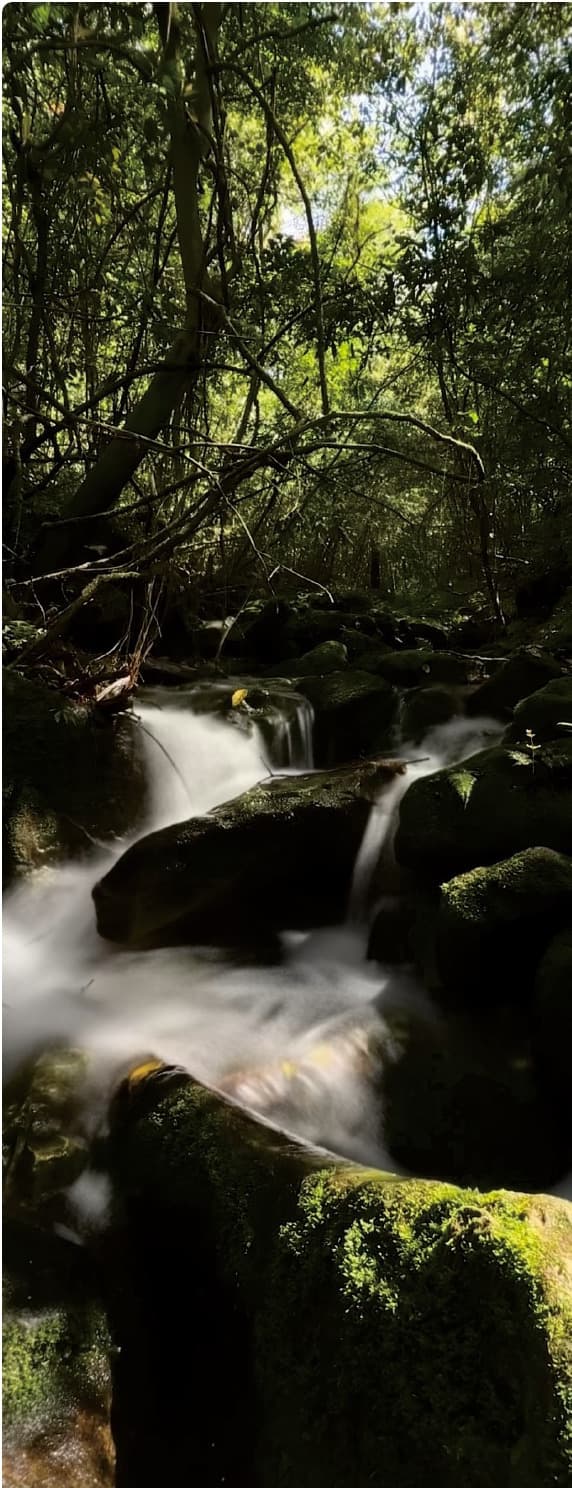 A quiet forest stream in Baihutang Wild Fun Valley from the official Tour Guide Manual.