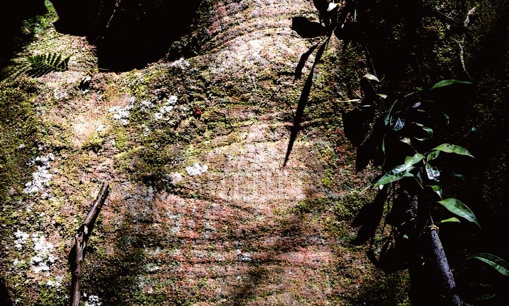 Cross-bedding visible in a sandstone surface