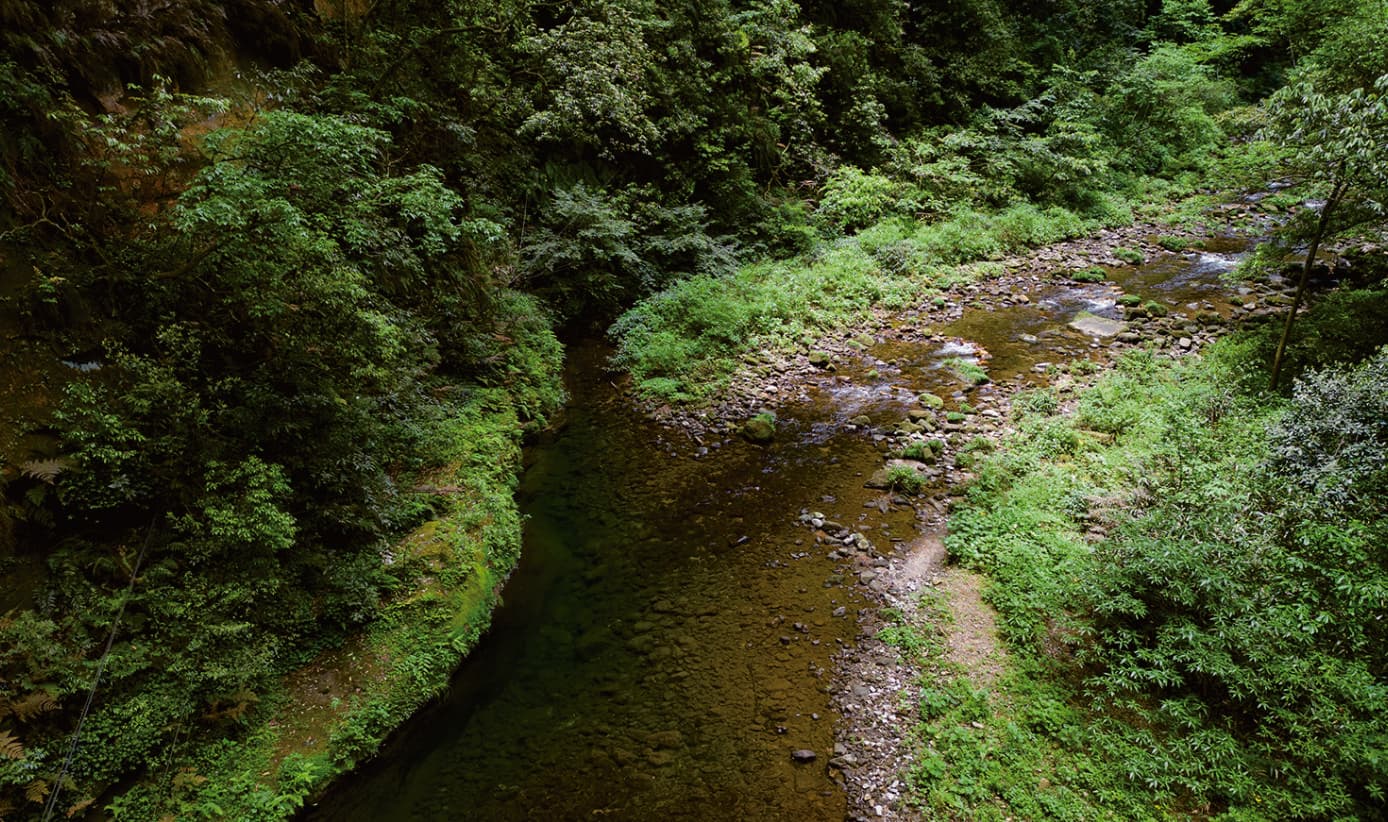 Mid-channel bar visible in a forest stream