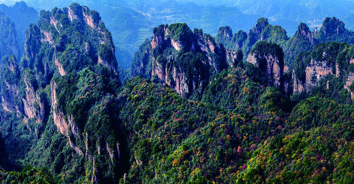 Forested sandstone peak walls across Yangjiajie
