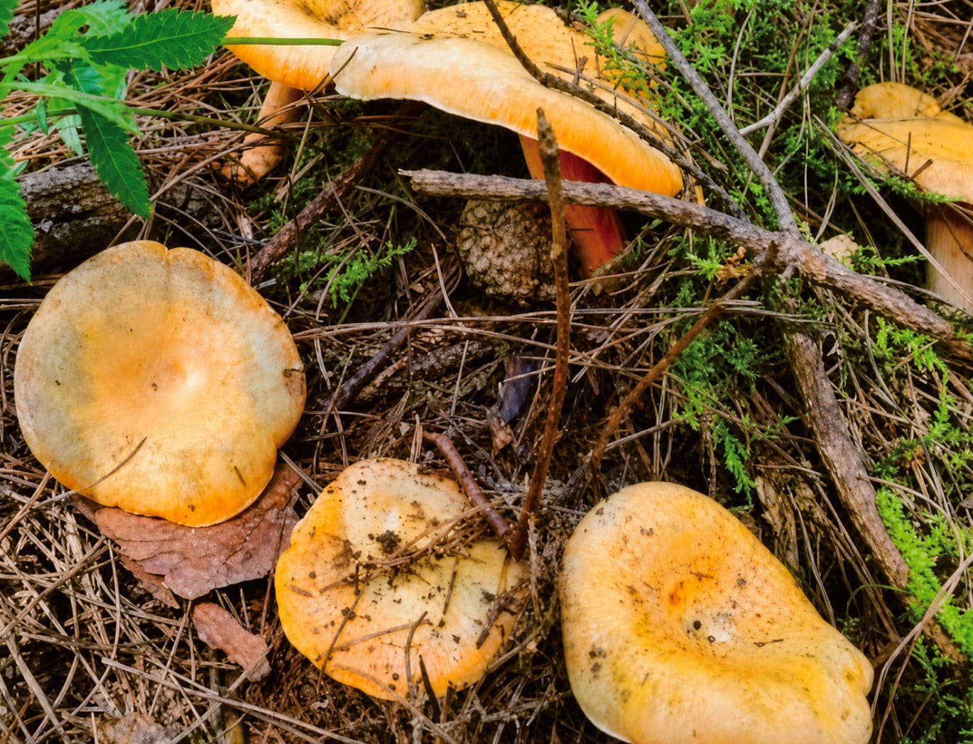Saffron milk cap mushrooms documented as a local product in the official Tour Guide Manual.